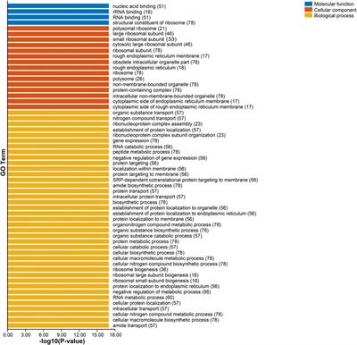 Genome-Wide Identification and Stage-Specific Expression Profile Analysis Reveal the Function of Ribosomal Proteins for Oogenesis of Spodoptera litura